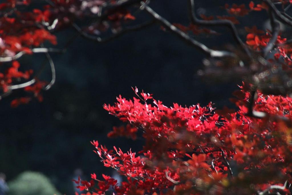 Tora Hotel Tokyo-Rikugienn 寅ホテル 六義園 C Esterno foto